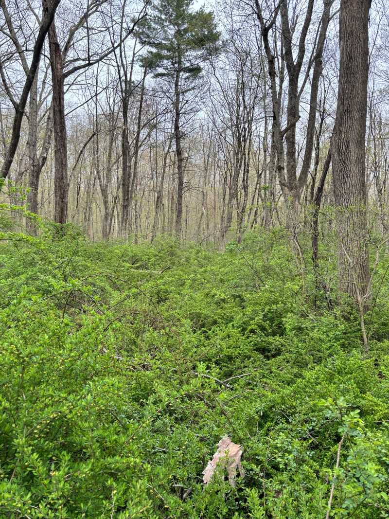 Japanese Barberry Can Spread Beyond The Garden Japanese Barberry Can Spread Beyond The Garden