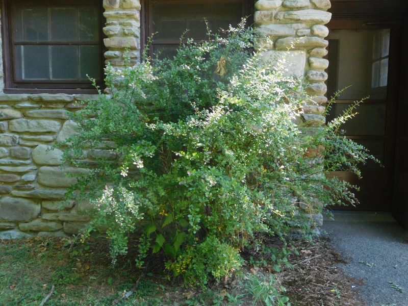 Japanese Barberry Hedges On The State Prohibited List Japanese Barberry Hedges On The State Prohibited List