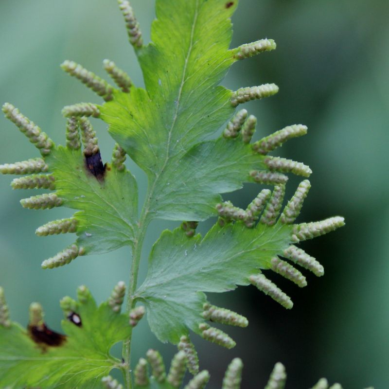 Japanese Climbing Fern Spreads Through Wind-Blown Spores Japanese Climbing Fern Spreads Through Wind-Blown Spores