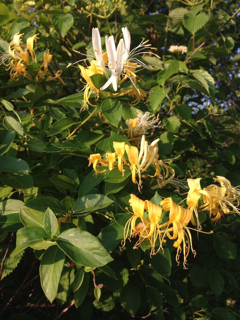 Japanese Honeysuckle Made The Prohibited List