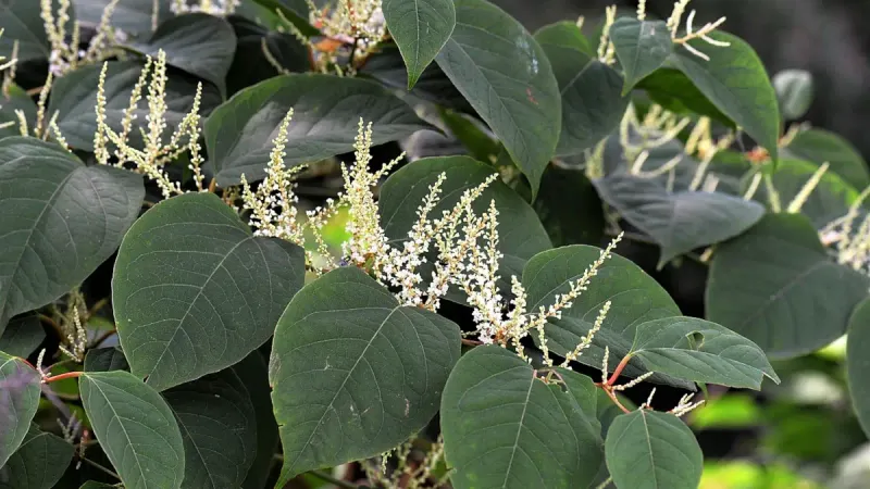 Japanese Knotweed Is Banned And Notoriously Hard To Remove