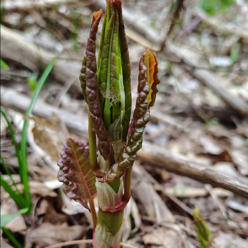 Japanese Knotweed Shoots Are Off-Limits In New York Gardens