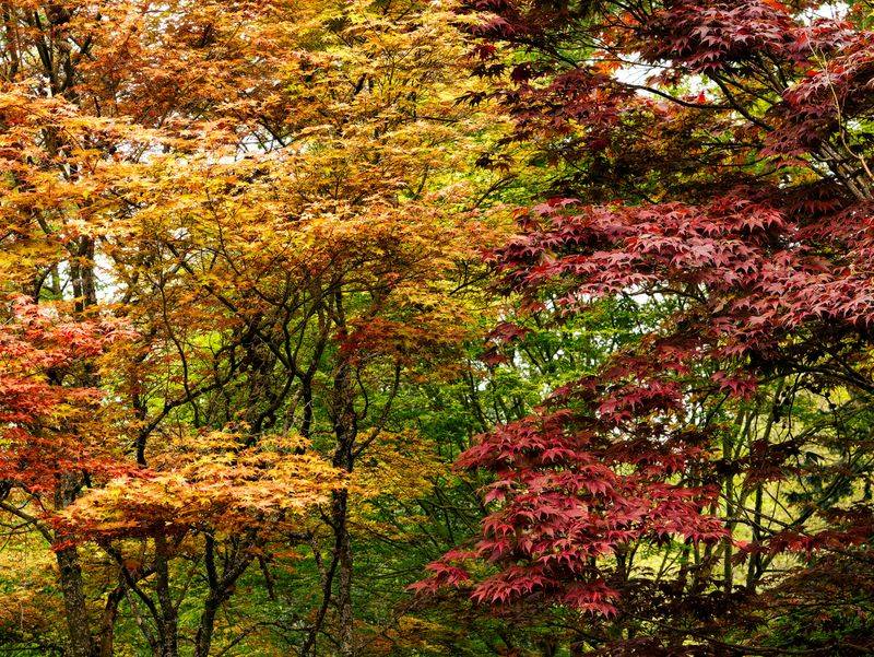 Japanese Maple Brings Vivid Red Leaves Japanese Maple Brings Vivid Red Leaves