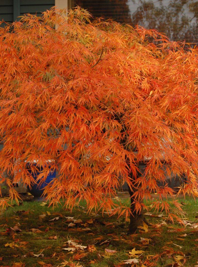 Japanese Maple For Dappled, Elegant Cover Japanese Maple For Dappled, Elegant Cover
