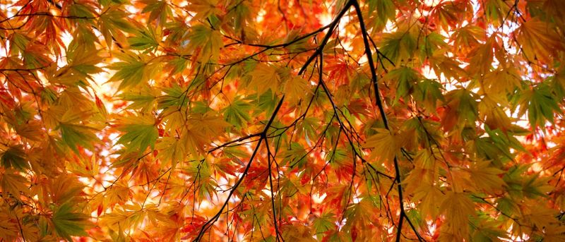 Japanese Maples Light Up The Garden Late