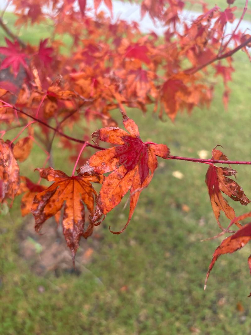 Japanese Maples Scorch At The Leaf Edges Japanese Maples Scorch At The Leaf Edges