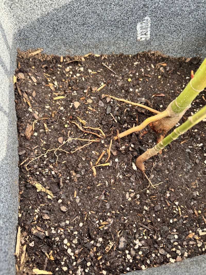 Japanese Maples With Roots Exposed In Pots Japanese Maples With Roots Exposed In Pots