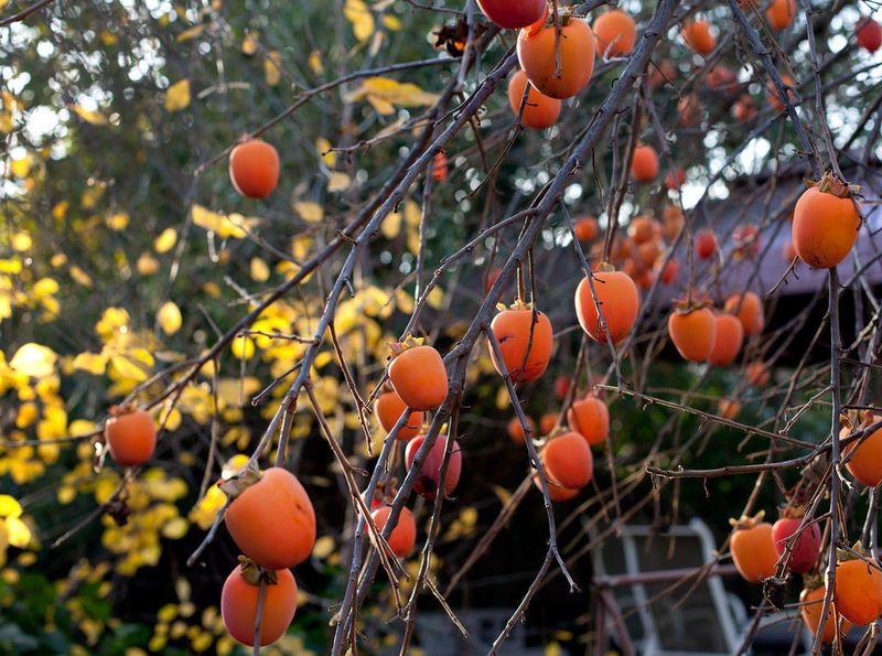 Japanese Persimmon Japanese Persimmon