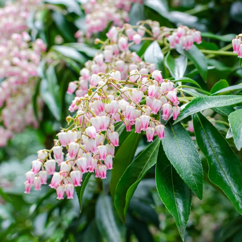 Japanese Pieris Japanese Pieris