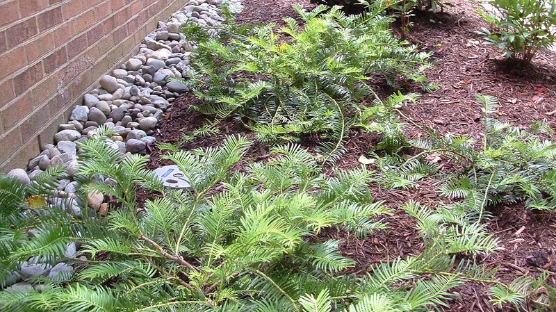 Japanese Plum Yew 'Prostrata' Japanese Plum Yew 'Prostrata'