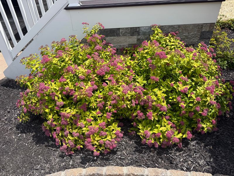 Japanese Spirea Is Potentially Invasive Too