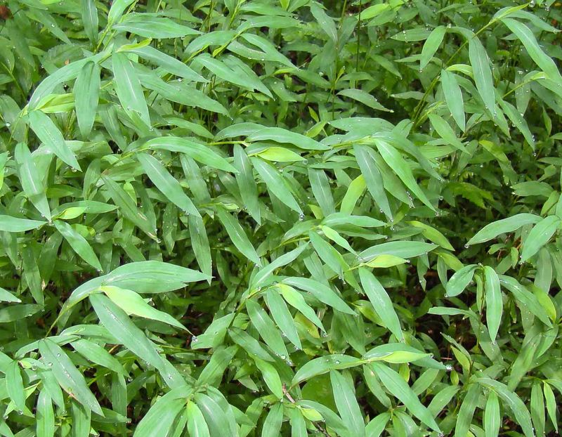 Japanese Stiltgrass Hides In Shady Flood Zones Japanese Stiltgrass Hides In Shady Flood Zones