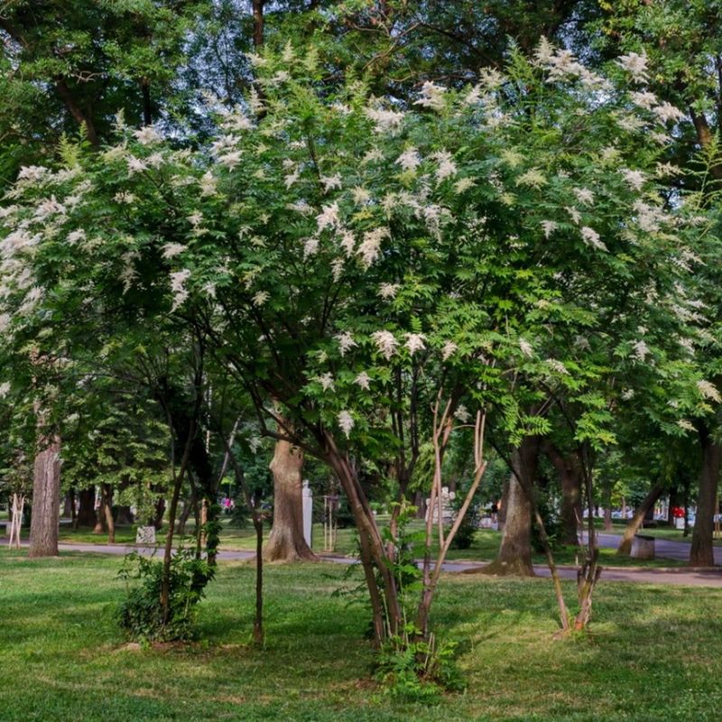 Japanese Tree Lilac Cools Small New York Spaces