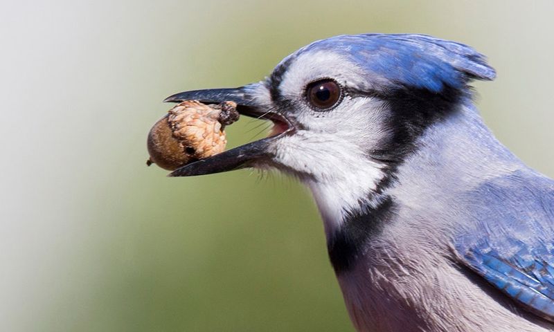 Jays Pick The Healthiest Acorns To Store Jays Pick The Healthiest Acorns To Store