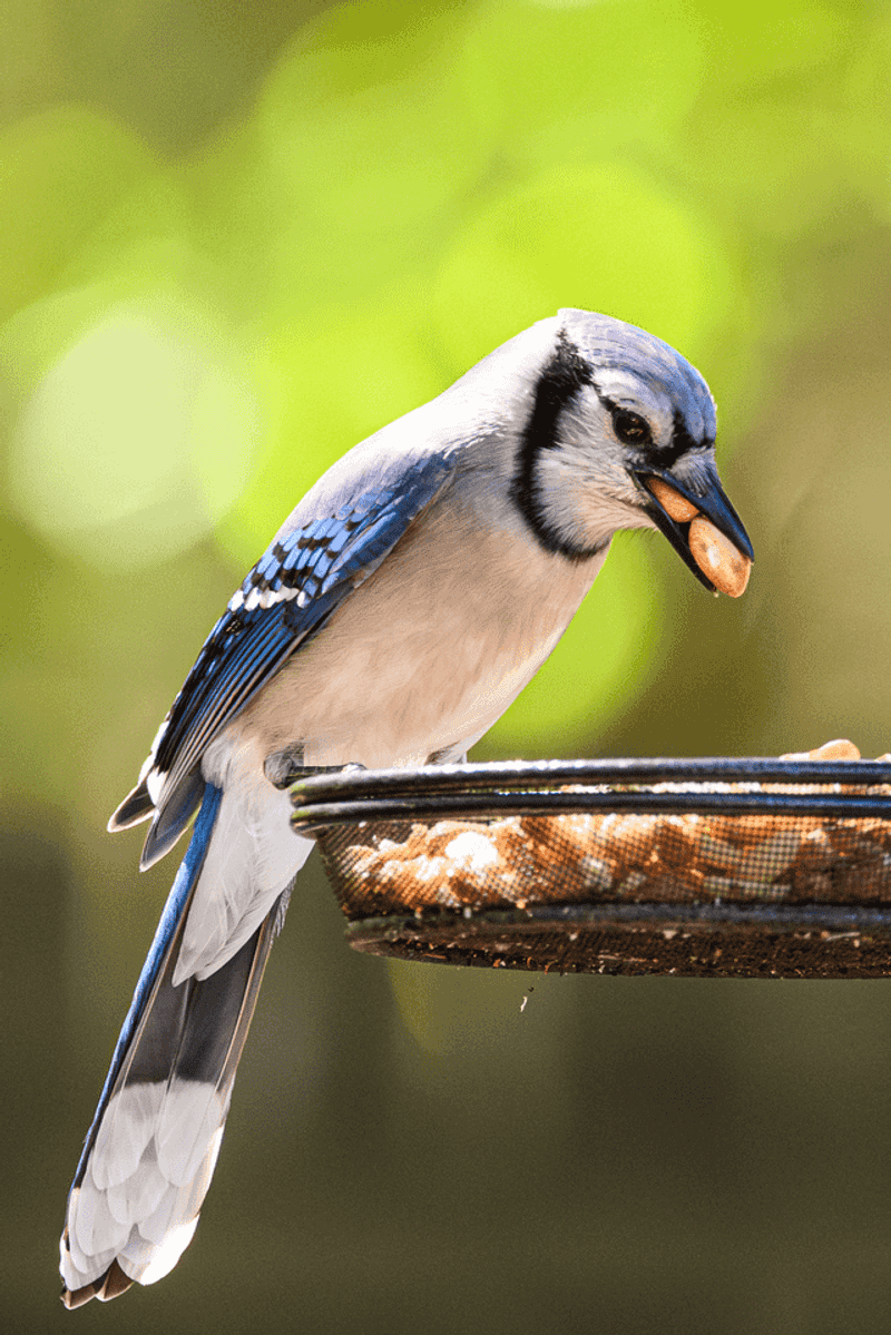Jays Stash Food For Winter, So They Swarm Feeders Jays Stash Food For Winter, So They Swarm Feeders