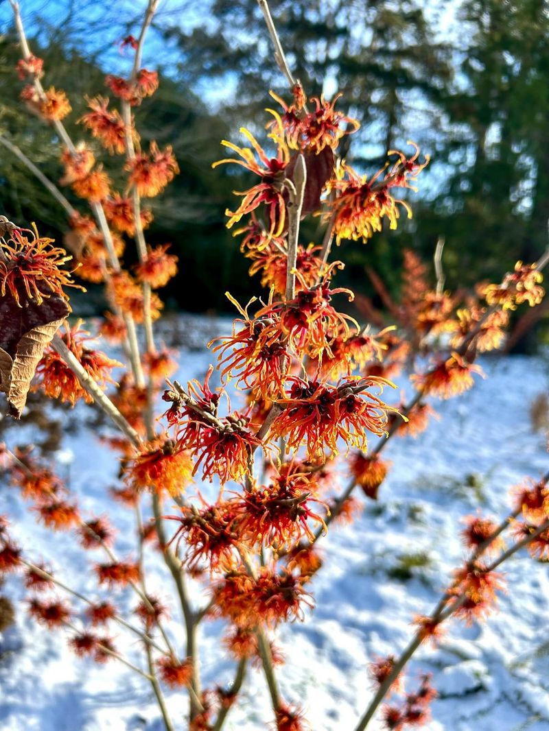 Jelena Witch Hazel Glows Like Copper Fire Jelena Witch Hazel Glows Like Copper Fire