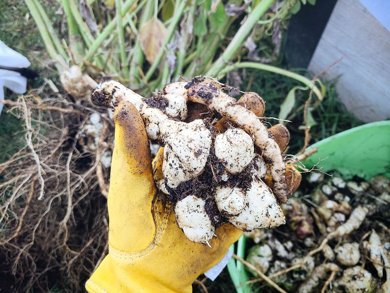 Jerusalem Artichokes (Sunchokes)