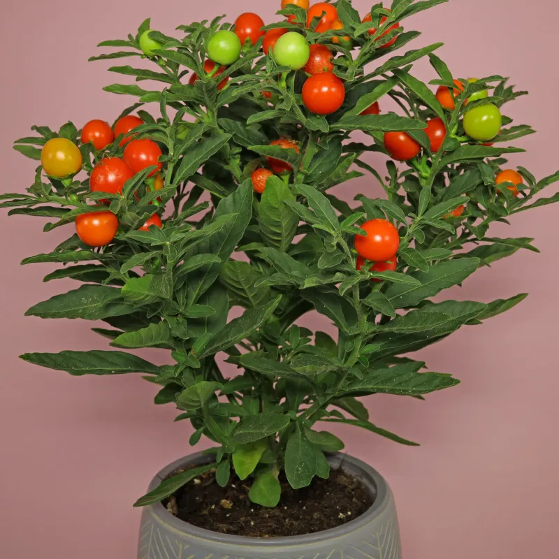 Jerusalem Cherry, A Festive Plant With Poisonous Berries Jerusalem Cherry, A Festive Plant With Poisonous Berries