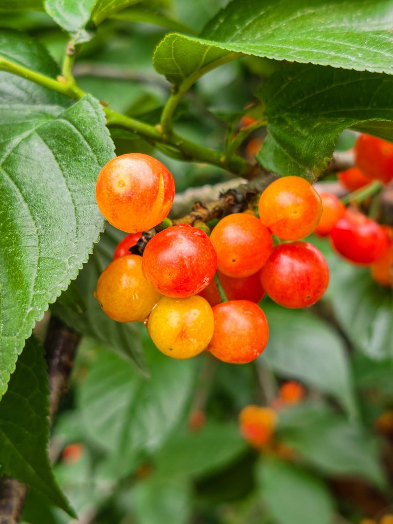 Jerusalem Cherry