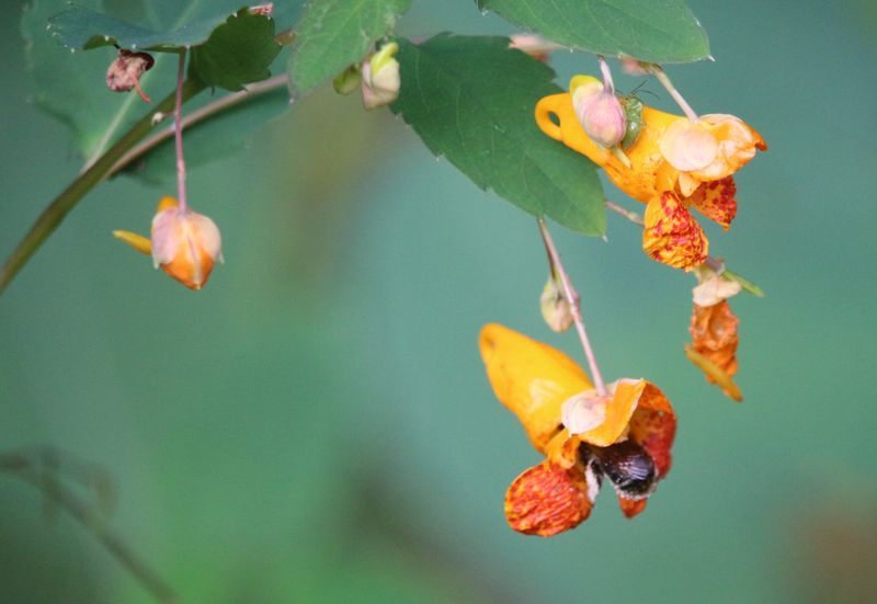 Jewelweed