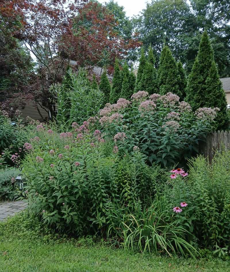 Joe-Pye Weed For Soggy Spots