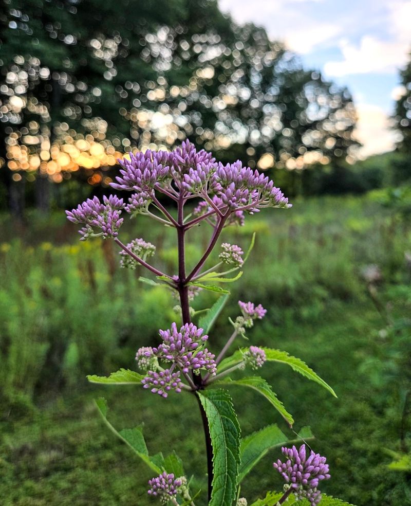 Joe Pye Weed Hollow Stems Become A Winter Home For Pennsylvania Native Bees Joe Pye Weed Hollow Stems Become A Winter Home For Pennsylvania Native Bees
