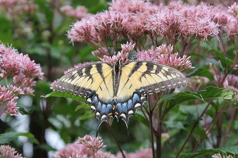 Joe-Pye Weed Joe-Pye Weed