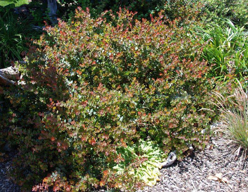 John Dourley Manzanita John Dourley Manzanita