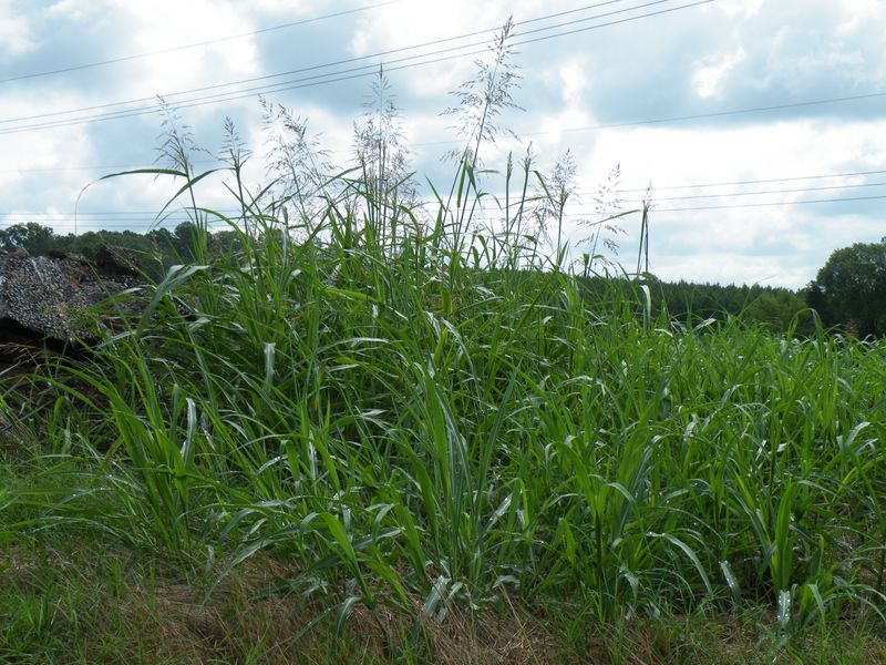 Johnsongrass