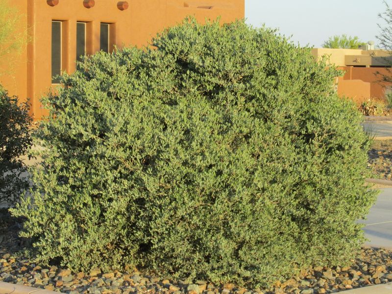 Jojoba