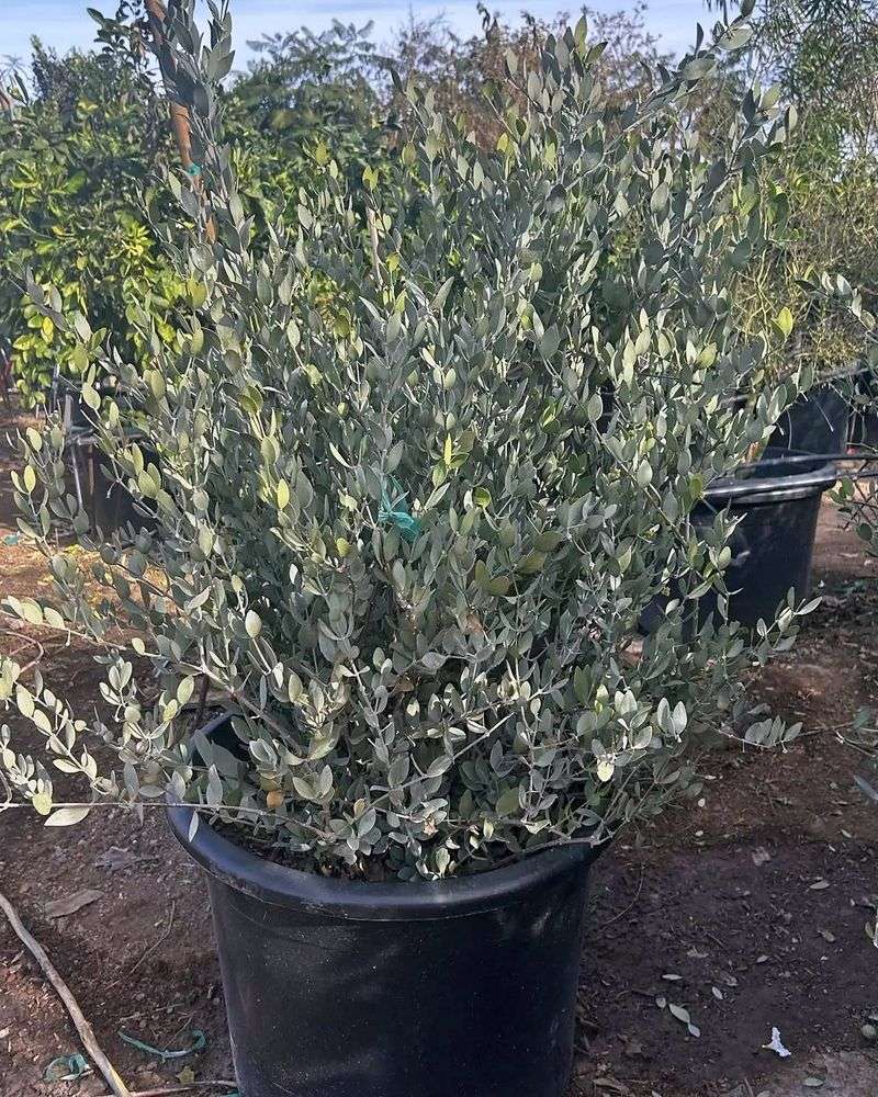 Jojoba Jojoba