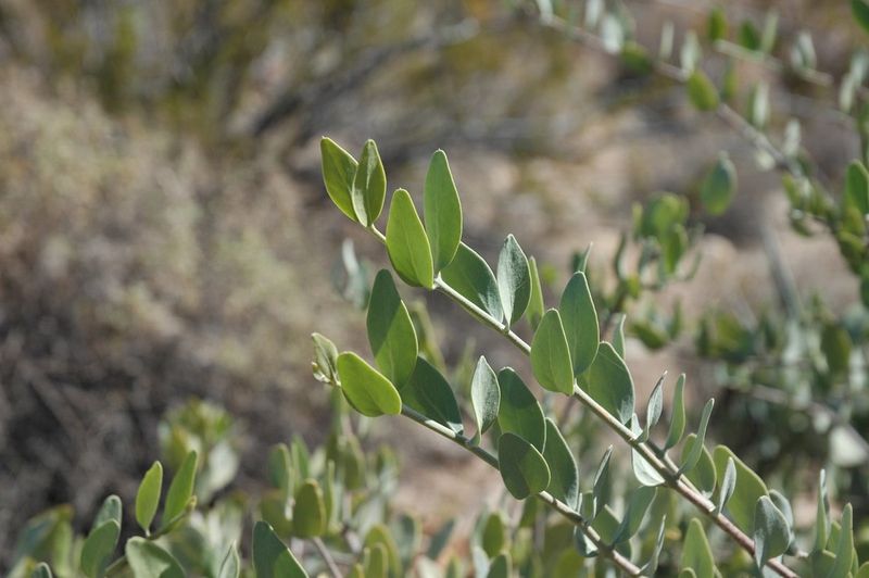 Jojoba (Simmondsia chinensis) Jojoba (Simmondsia chinensis)