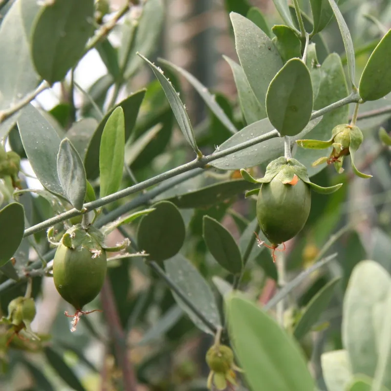 Jojoba (Simmondsia chinensis) Jojoba (Simmondsia chinensis)