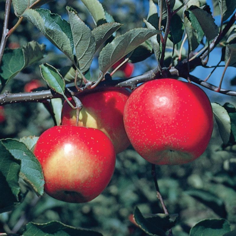 Jonagold Apples Mix Two Classics Jonagold Apples Mix Two Classics