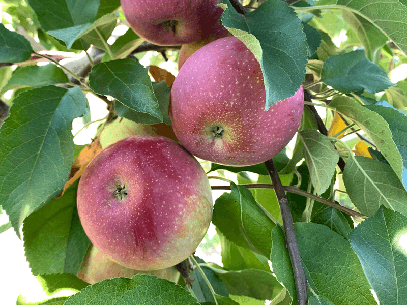 Jonamac Apples Ripen Early In Backyards Jonamac Apples Ripen Early In Backyards