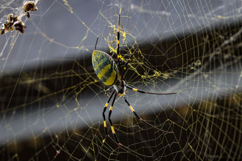 Joro Spiders Have Joined The Fall Lineup Joro Spiders Have Joined The Fall Lineup