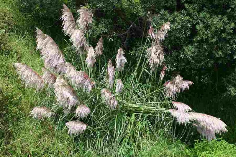 Jubata Grass Is Its Coastal Cousin