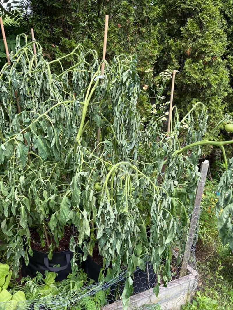 Juglone Harms Sensitive Vegetables Juglone Harms Sensitive Vegetables