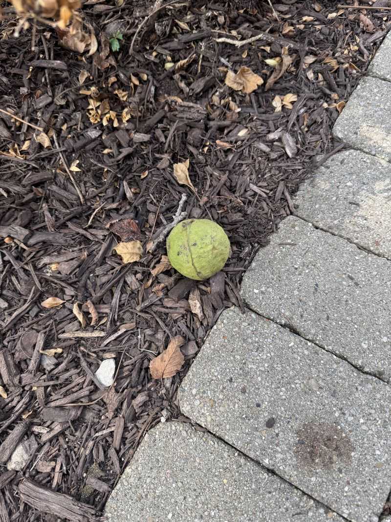 Juglone Is The Hidden Chemical Behind It
