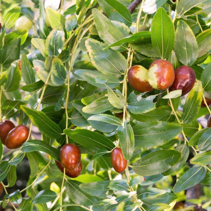 Jujube Jujube
