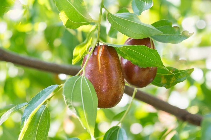 Jujube 