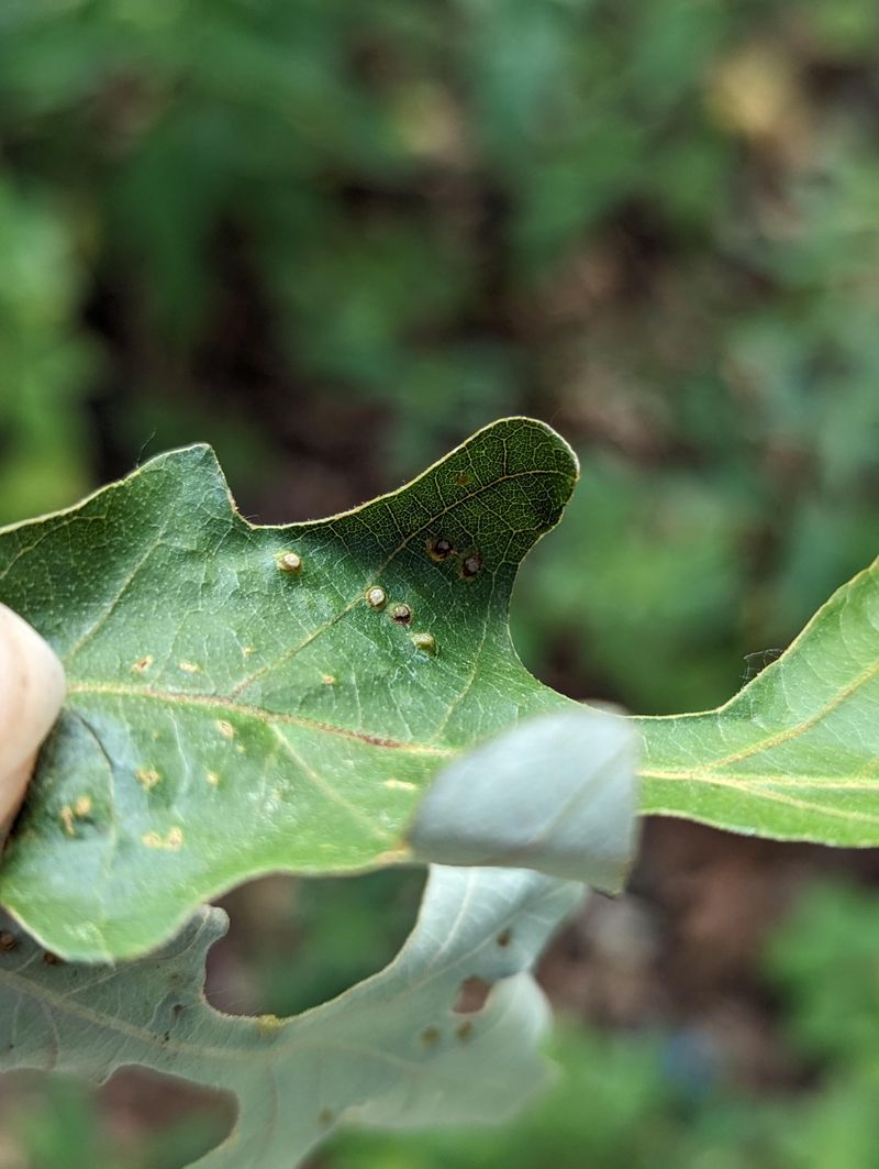 Jumping Oak Galls Can Actually Hop Off The Ground
