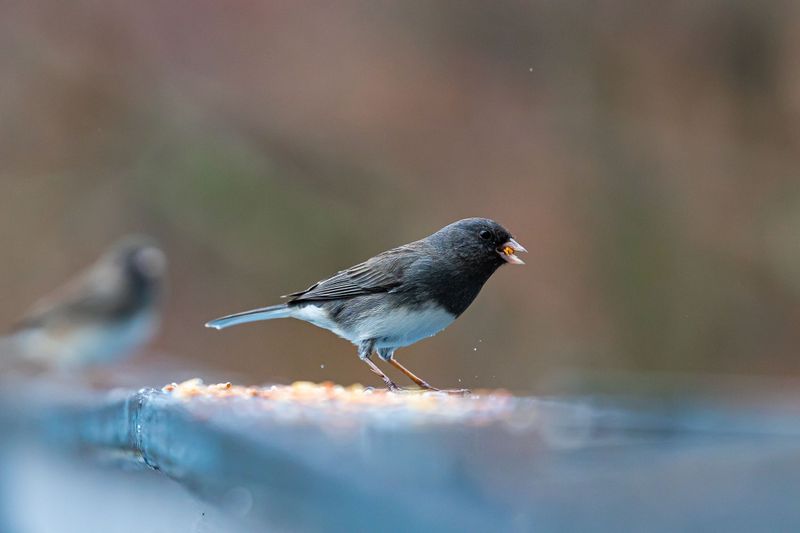 Junco Flocks Have Their Own Pecking Order Under Your Feeder Junco Flocks Have Their Own Pecking Order Under Your Feeder