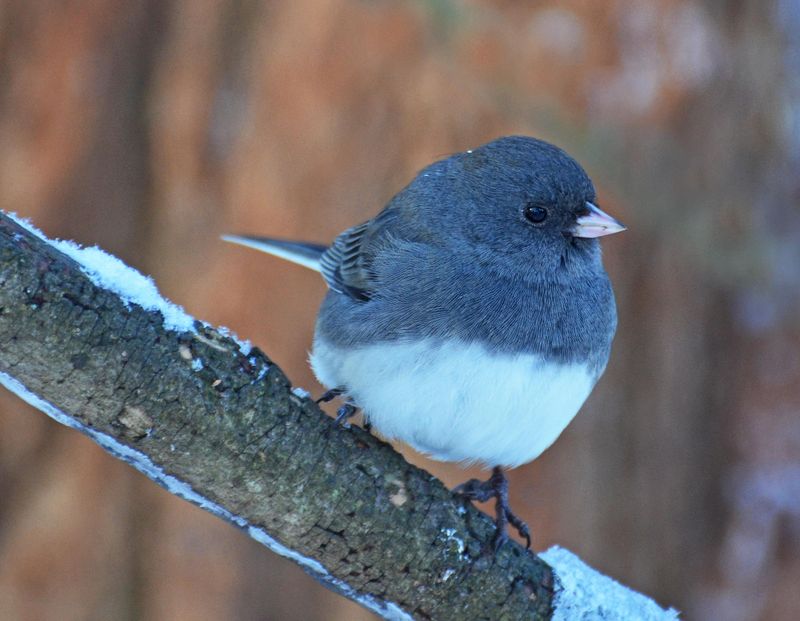Juncos Tuck Into Dense Evergreens