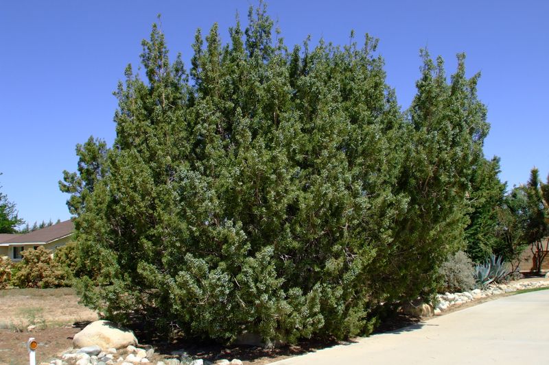 Juniper Became A California Landscape Staple