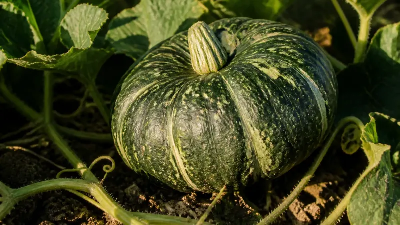 Kabocha Squash, Which Keeps Sweetening After Harvest