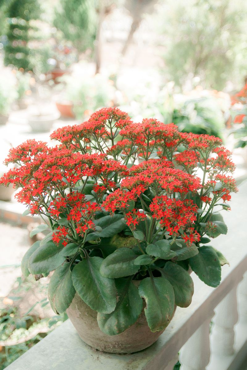 Kalanchoe Brings Long-Lasting Clusters Of Color