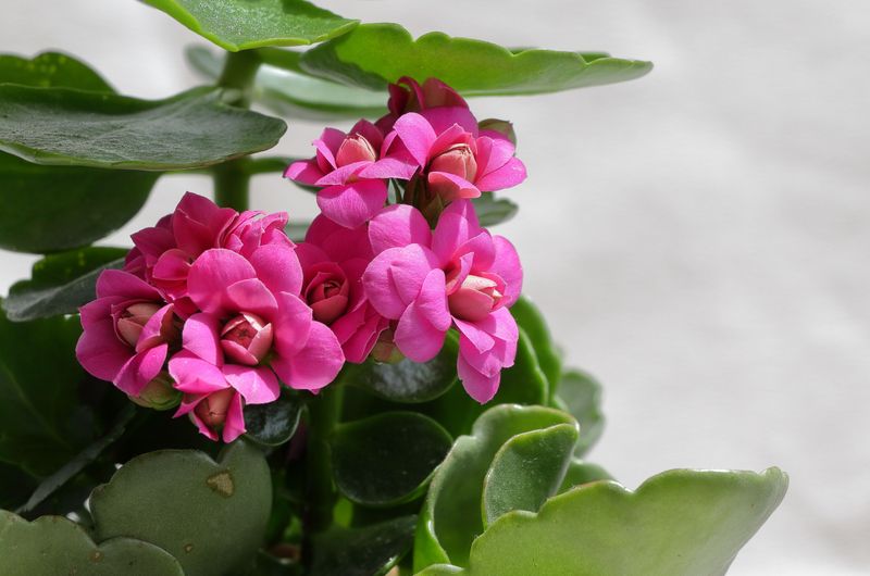 Kalanchoe Contains Compounds That Affect The Heart Kalanchoe Contains Compounds That Affect The Heart