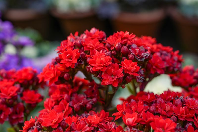 Kalanchoe Flower Clusters Needing Little Effort Kalanchoe Flower Clusters Needing Little Effort