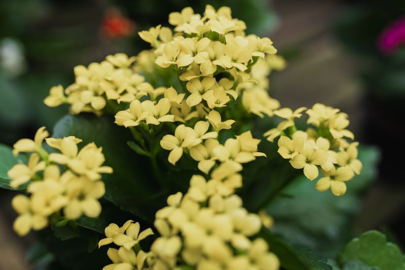 Kalanchoe
